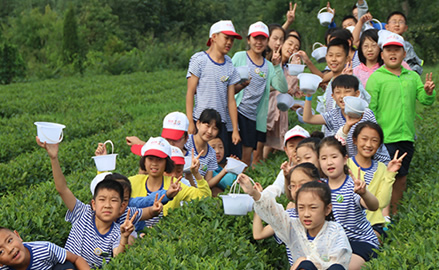 中國童子軍青島夏令營—采茶